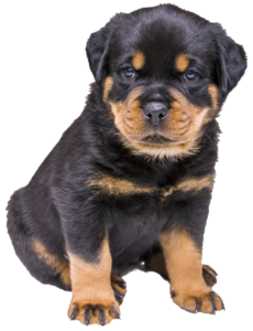 isolated, rottweiler puppy, dog